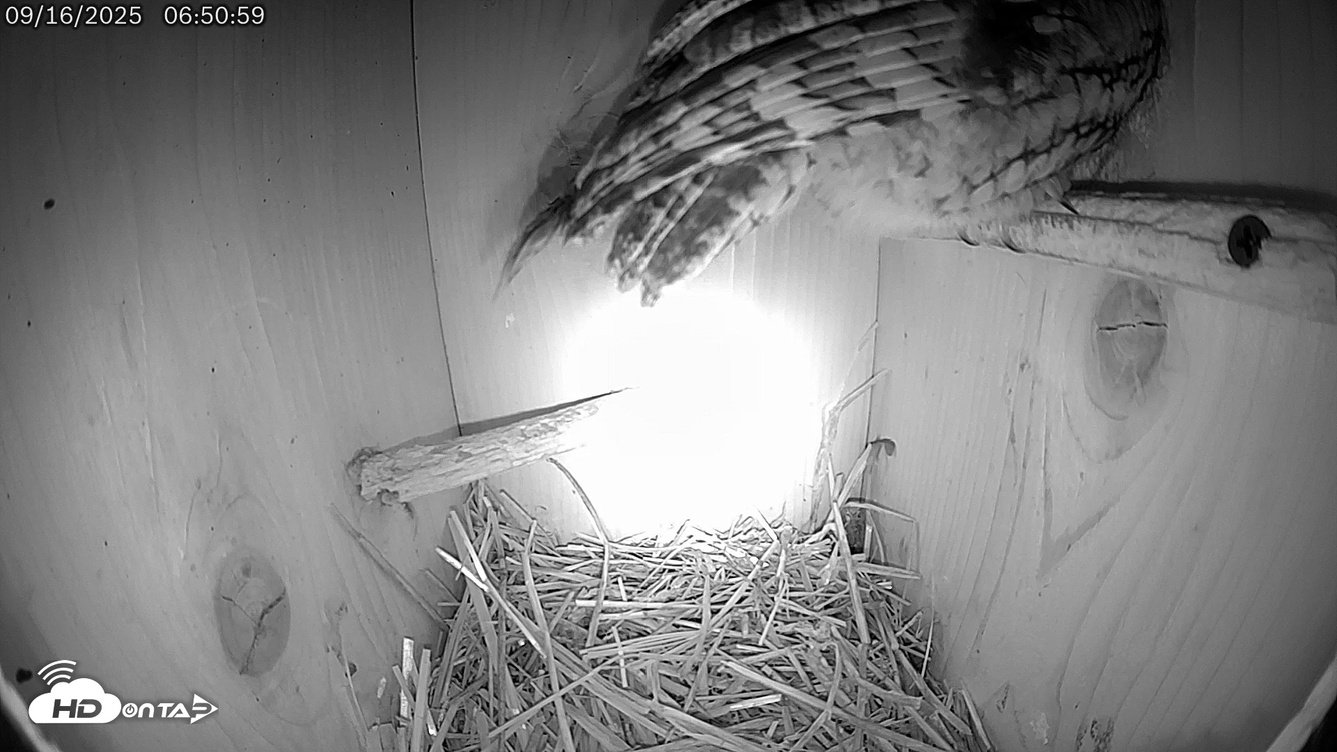 Snapshot of Eastern Screech Owl Live Cam taken Sep 16, 2025, 11:46am CDT