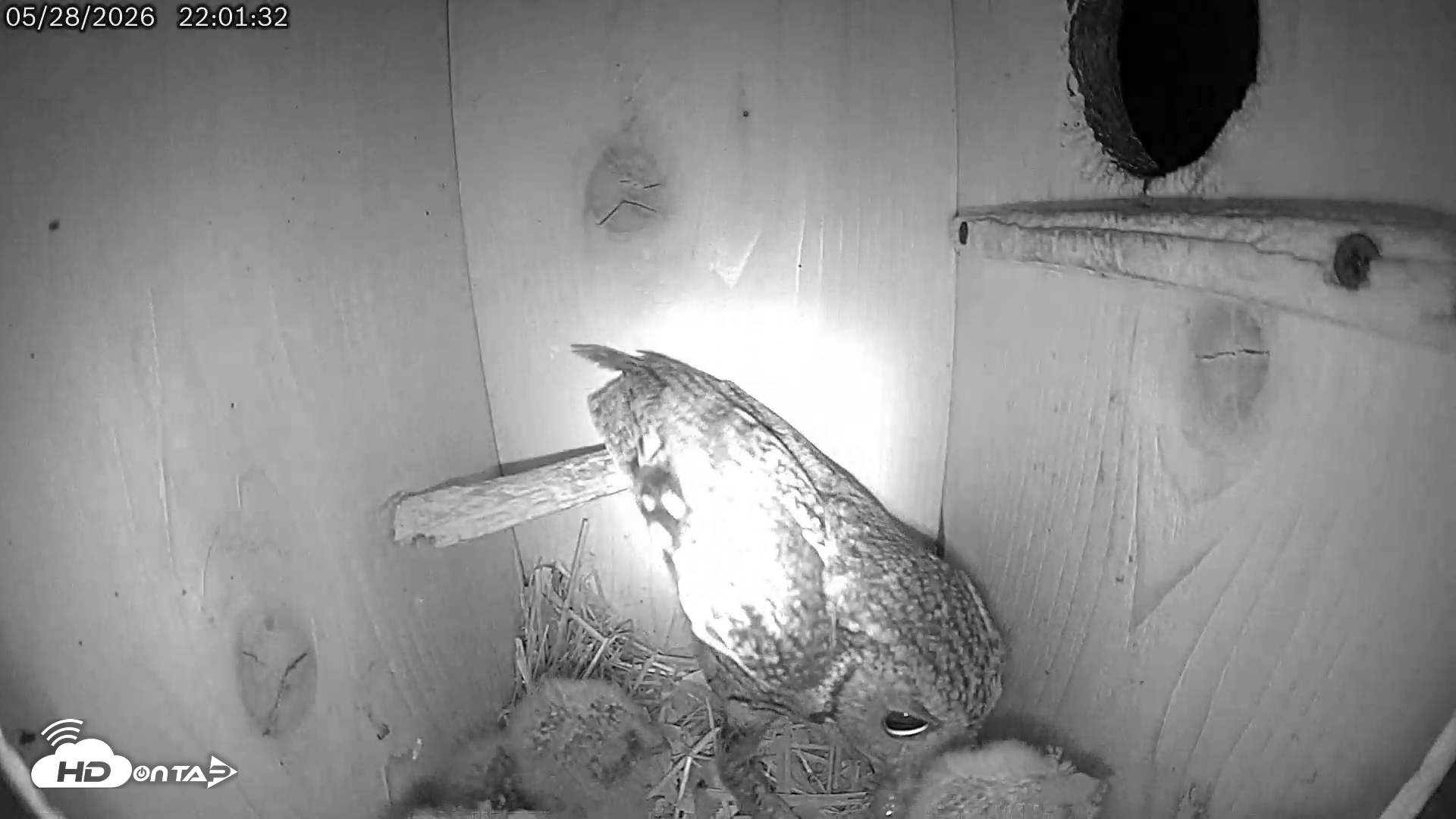 Snapshot of Eastern Screech Owl Live Cam taken May 28, 2026, 10:02pm CDT