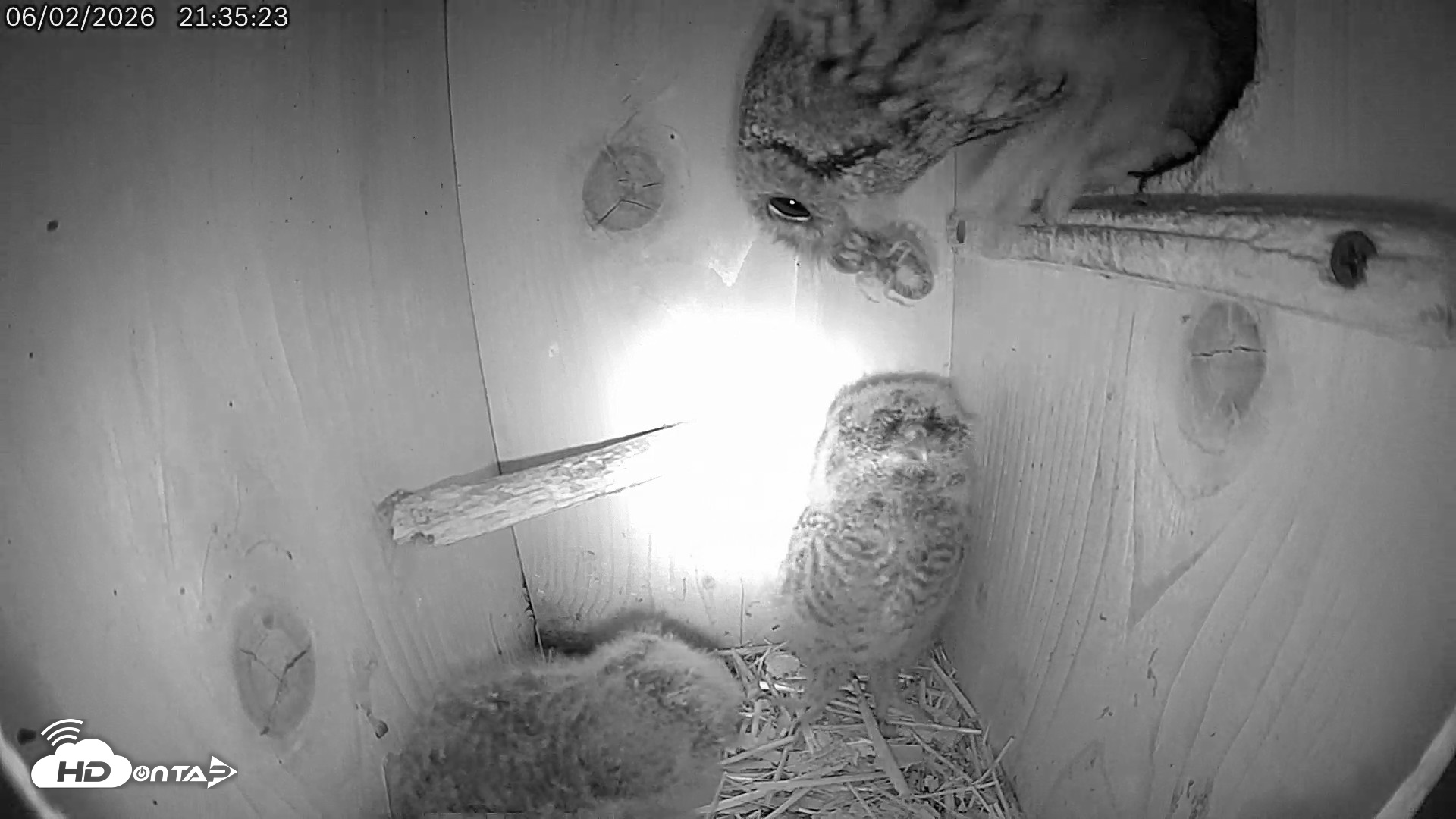 Snapshot of Eastern Screech Owl Live Cam taken Jun 2, 2026, 11:42pm CDT