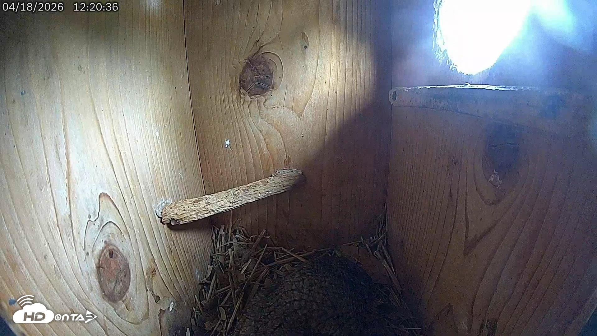 Snapshot of Eastern Screech Owl Live Cam taken Apr 18, 2026, 12:24pm CDT