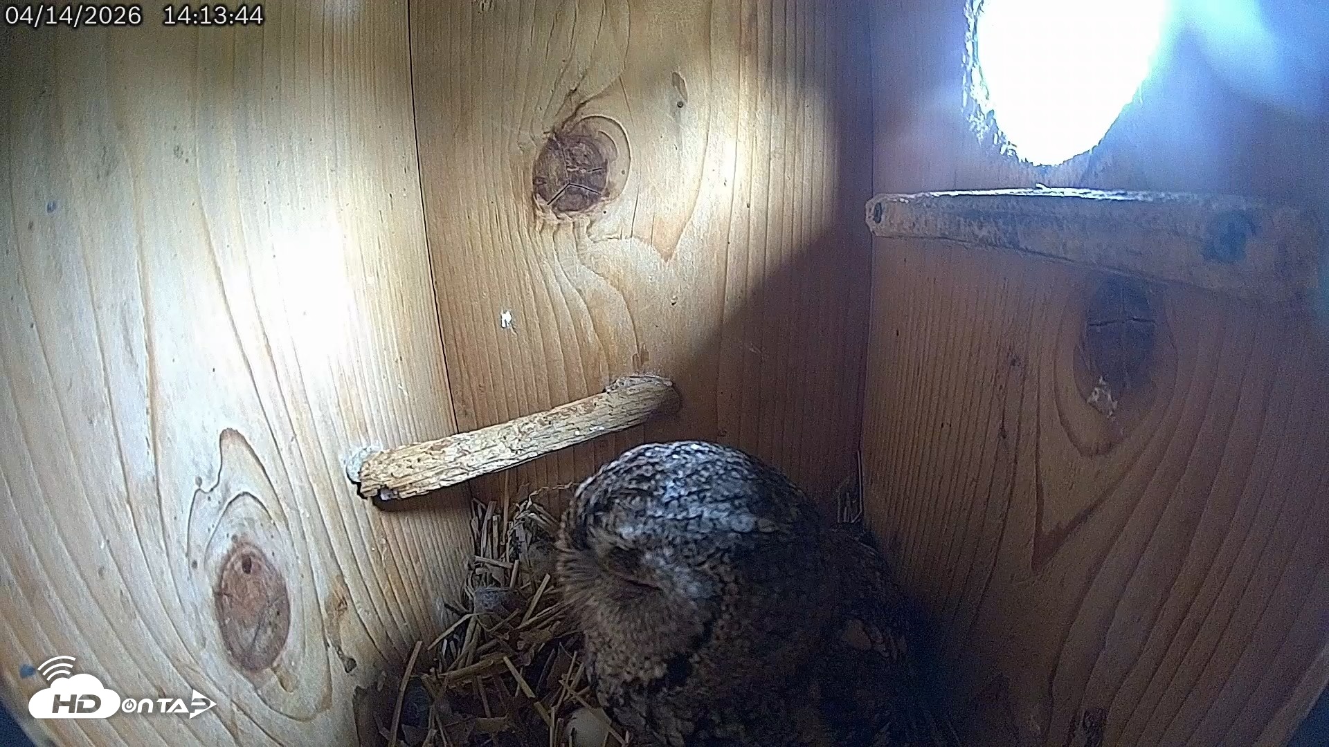 Snapshot of Eastern Screech Owl Live Cam taken Apr 14, 2026, 2:18pm CDT