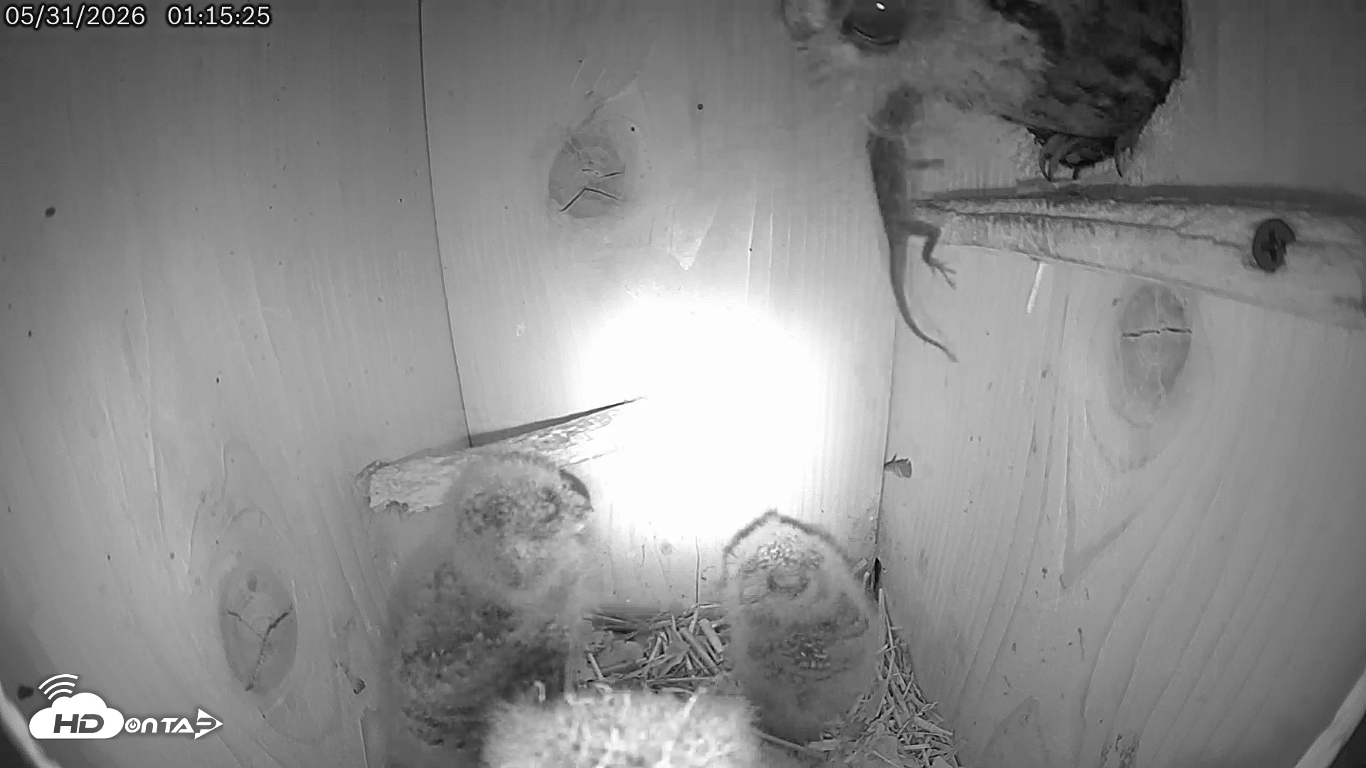 Snapshot of Eastern Screech Owl Live Cam taken May 31, 2026, 1:24am CDT