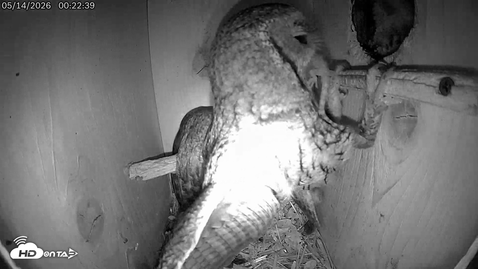 Snapshot of Eastern Screech Owl Live Cam taken May 14, 2026, 8:15am CDT