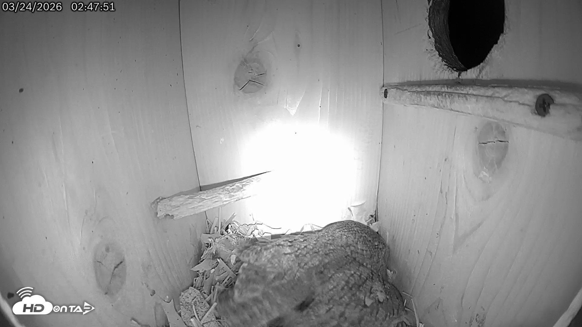 Snapshot of Eastern Screech Owl Live Cam taken Mar 24, 2026, 6:52am CDT
