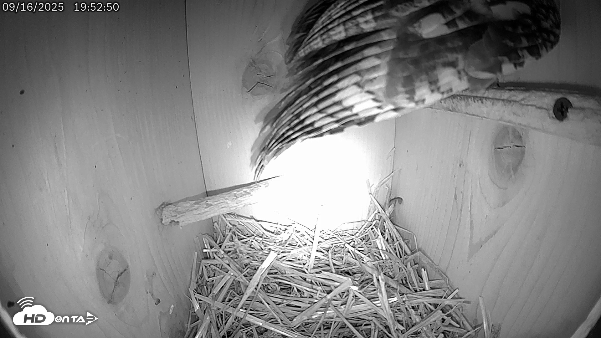 Snapshot of Eastern Screech Owl Live Cam taken Sep 17, 2025, 1:19am CDT