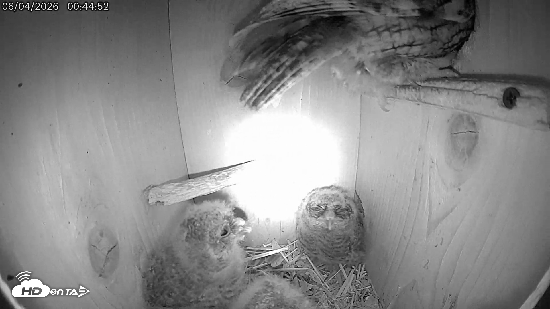 Snapshot of Eastern Screech Owl Live Cam taken Jun 4, 2026, 1:24am CDT