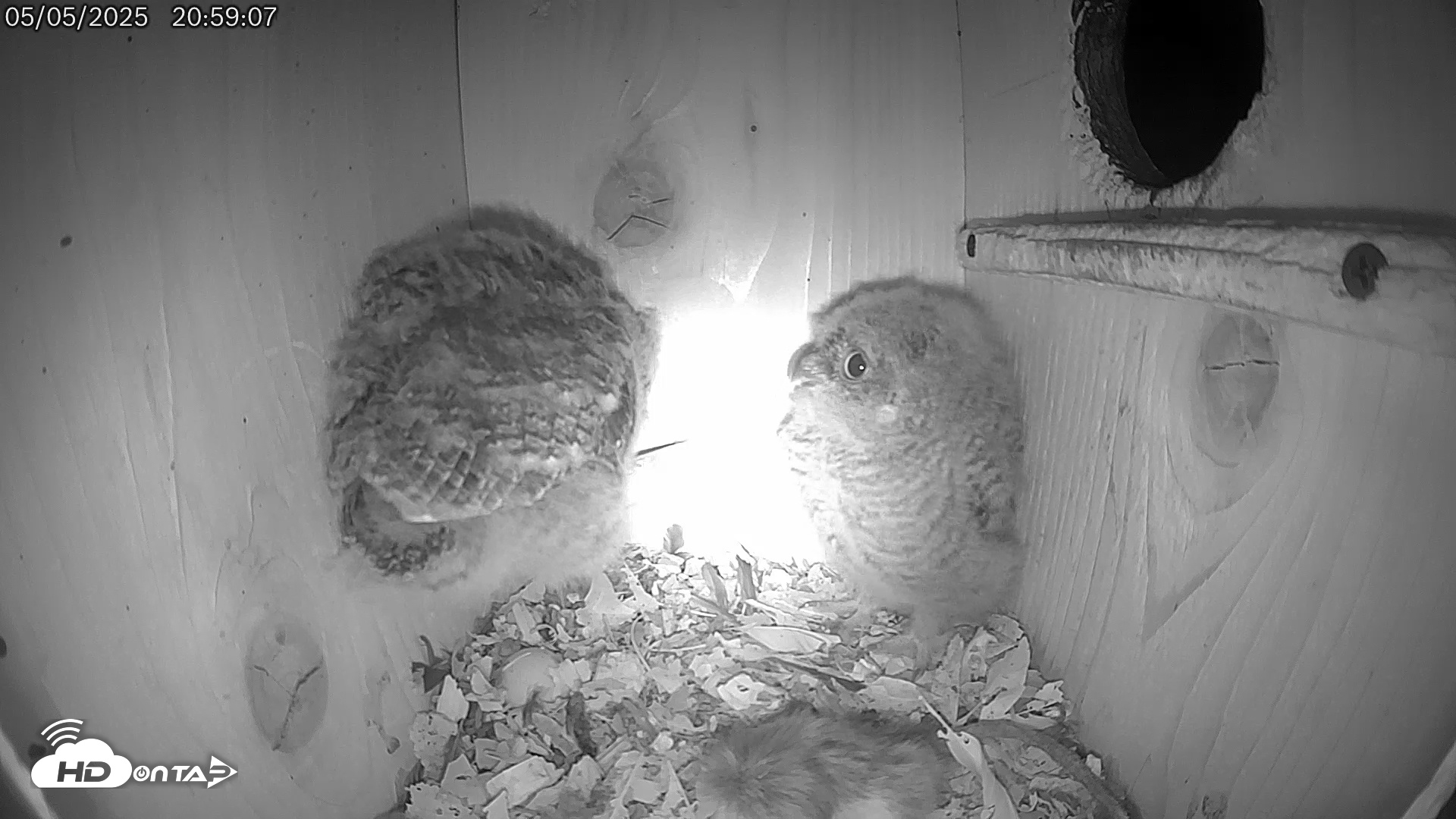 Snapshot of Eastern Screech Owl Live Cam taken May 6, 2025, 3:30am CDT