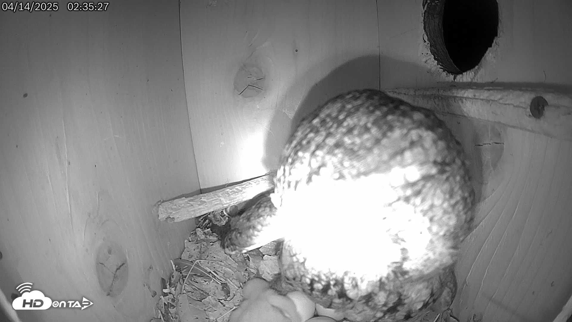 Snapshot of Eastern Screech Owl Live Cam taken Apr 14, 2025, 2:40am CDT