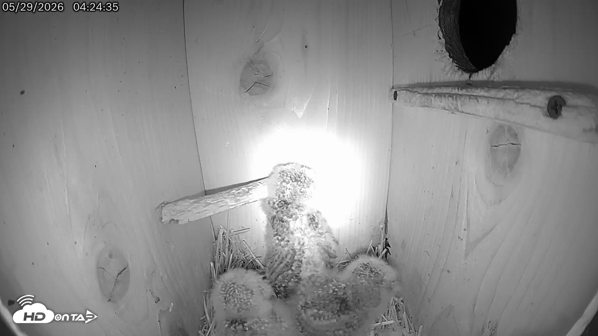 Snapshot of Eastern Screech Owl Live Cam taken May 29, 2026, 4:44am CDT