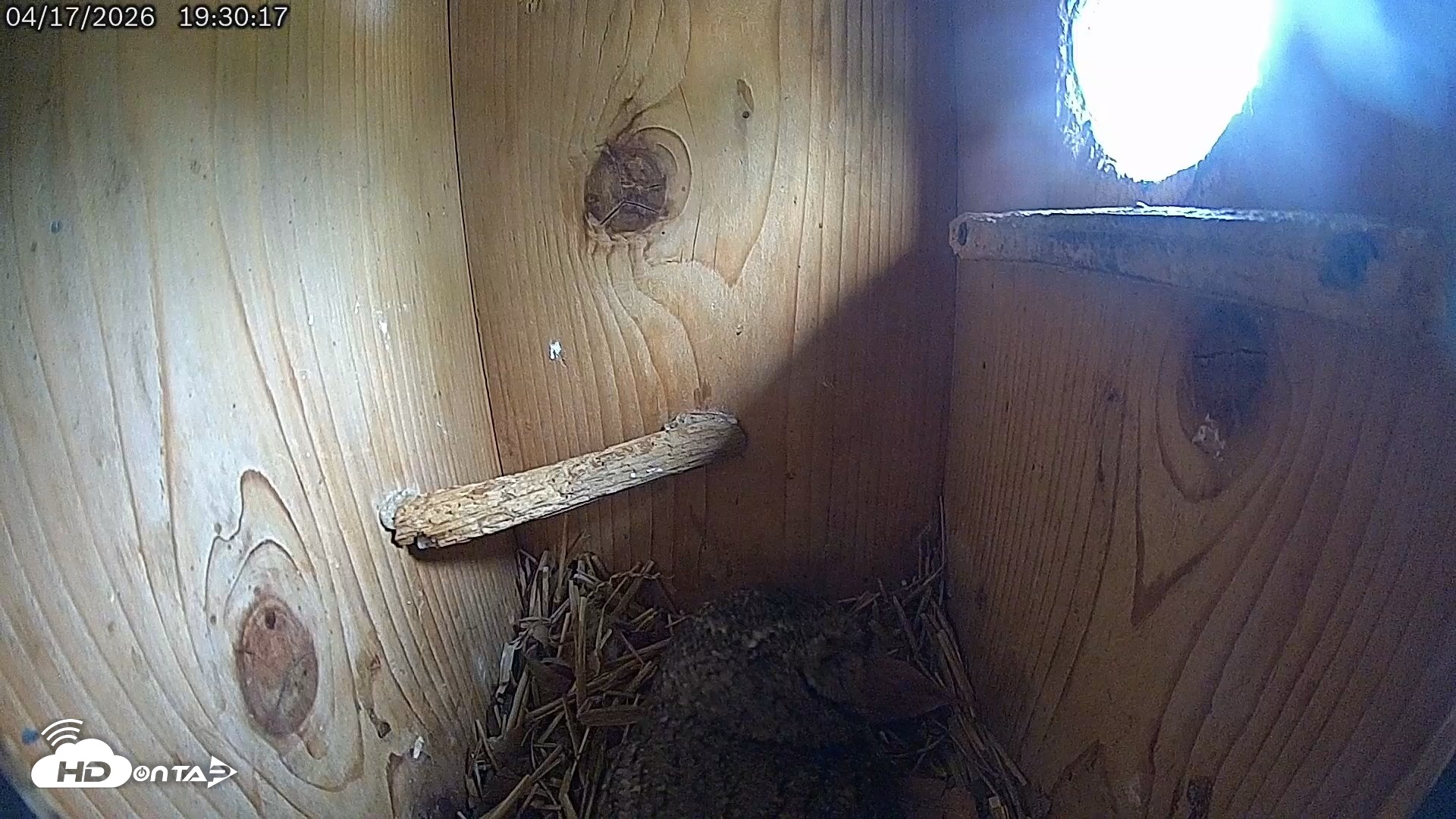 Snapshot of Eastern Screech Owl Live Cam taken Apr 17, 2026, 7:48pm CDT