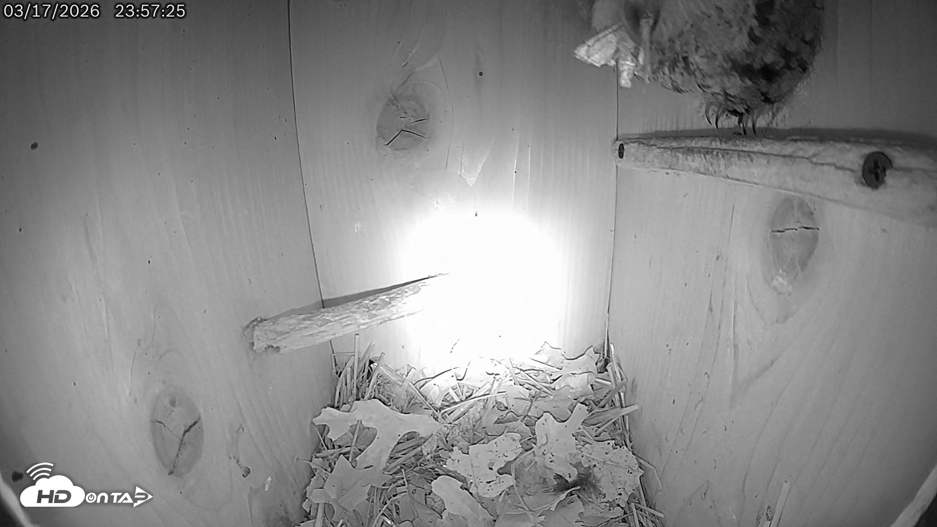Snapshot of Eastern Screech Owl Live Cam taken Mar 18, 2026, 2:01am CDT