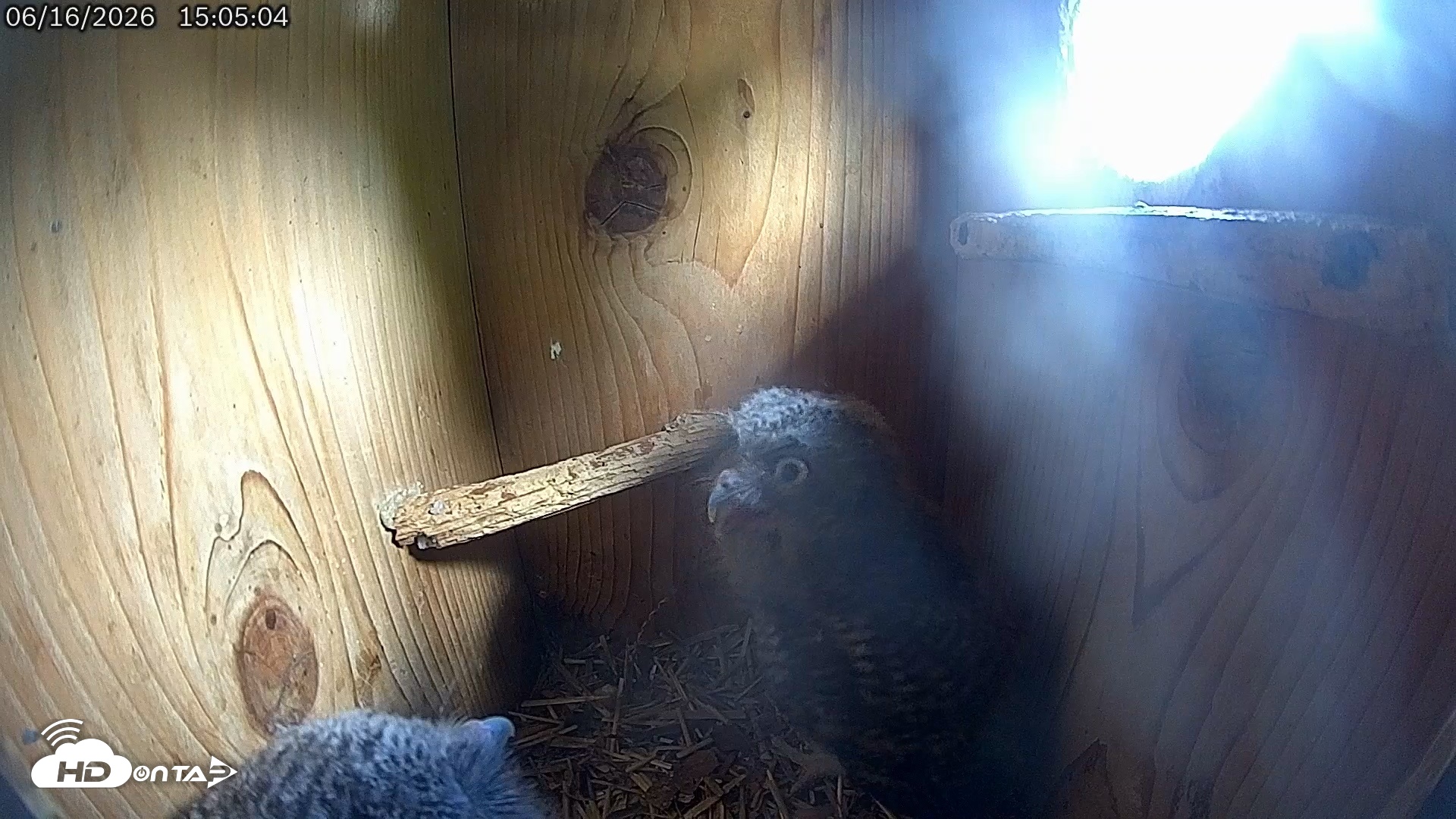 Snapshot of Eastern Screech Owl Live Cam taken Jun 16, 2026, 4:50pm CDT