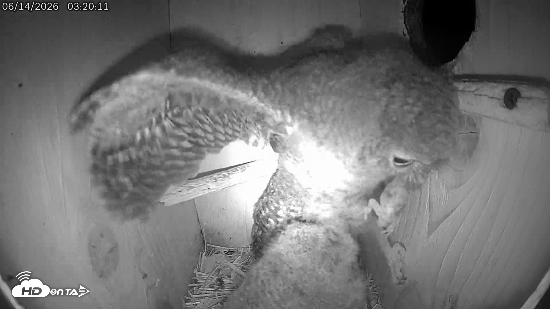 Snapshot of Eastern Screech Owl Live Cam taken Jun 14, 2026, 7:53am CDT