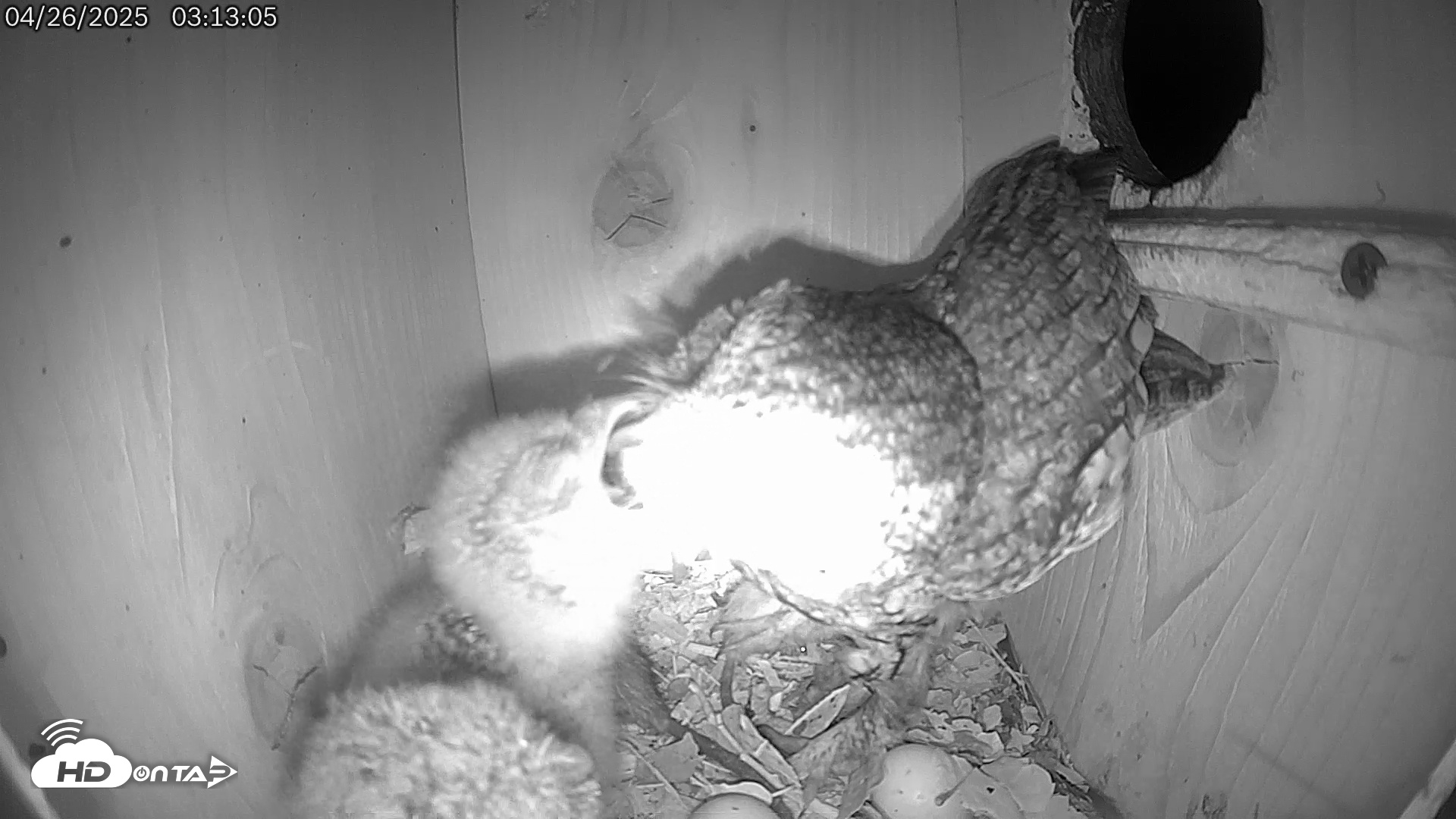 Snapshot of Eastern Screech Owl Live Cam taken Apr 26, 2025, 3:29am CDT