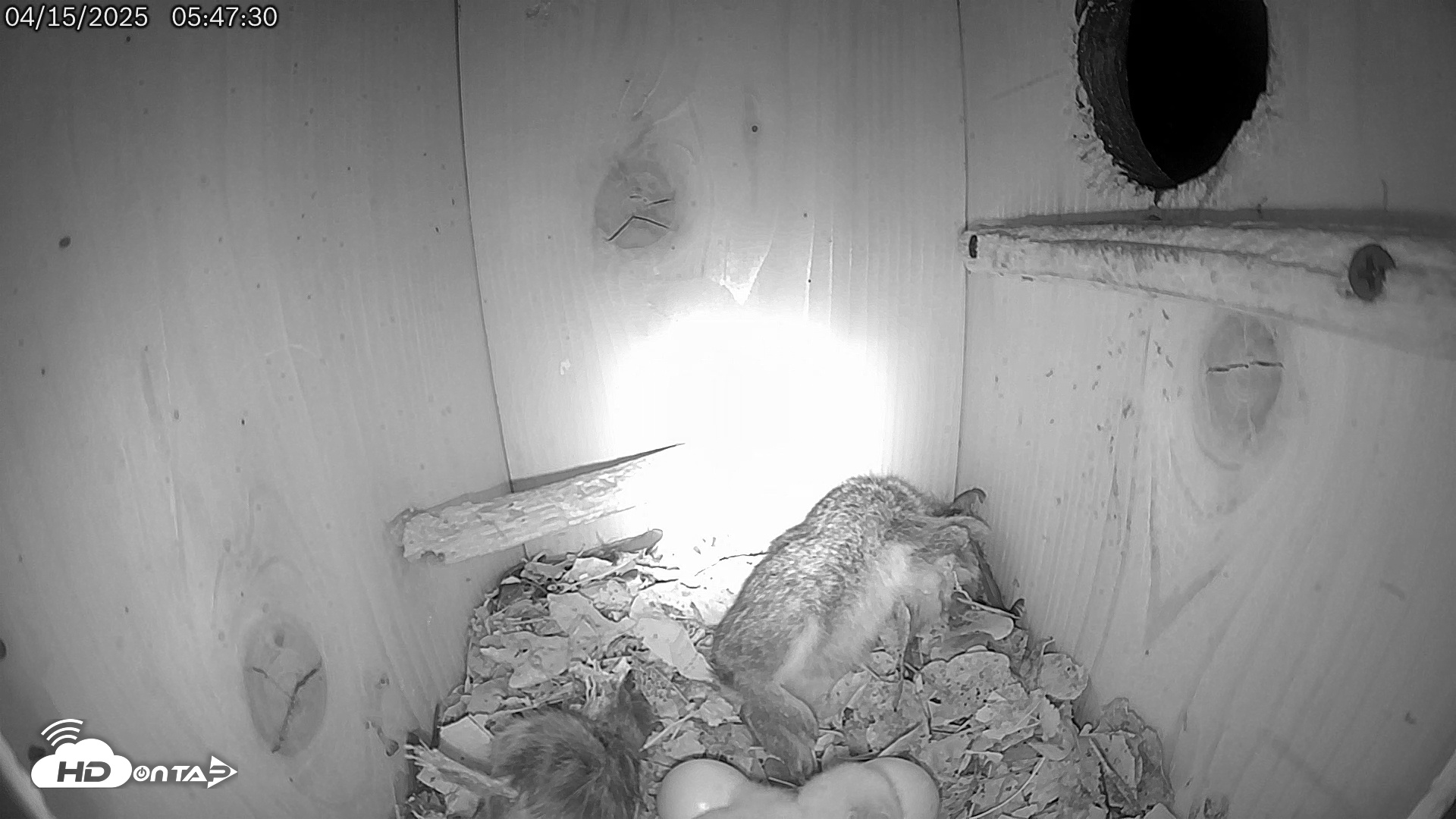 Snapshot of Eastern Screech Owl Live Cam taken Apr 15, 2025, 5:51am CDT