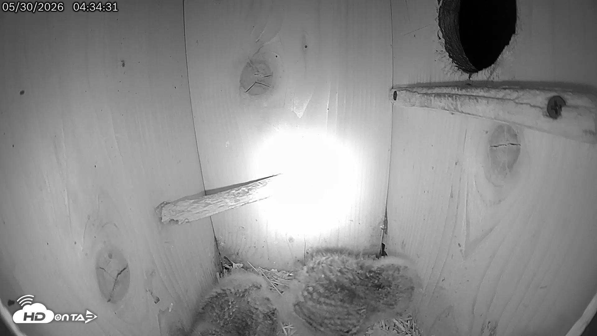 Snapshot of Eastern Screech Owl Live Cam taken May 30, 2026, 4:37am CDT