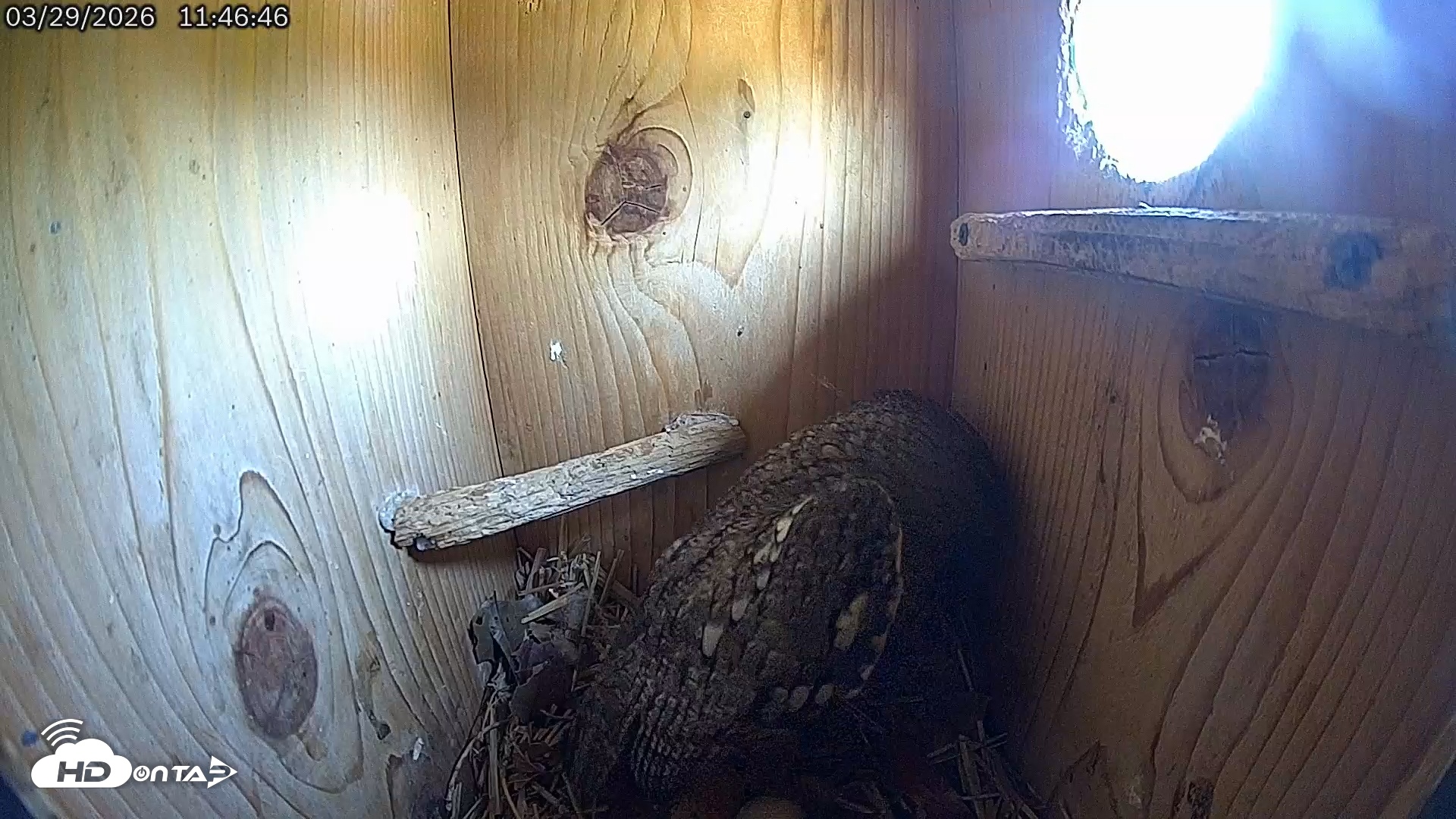 Snapshot of Eastern Screech Owl Live Cam taken Mar 29, 2026, 11:55am CDT