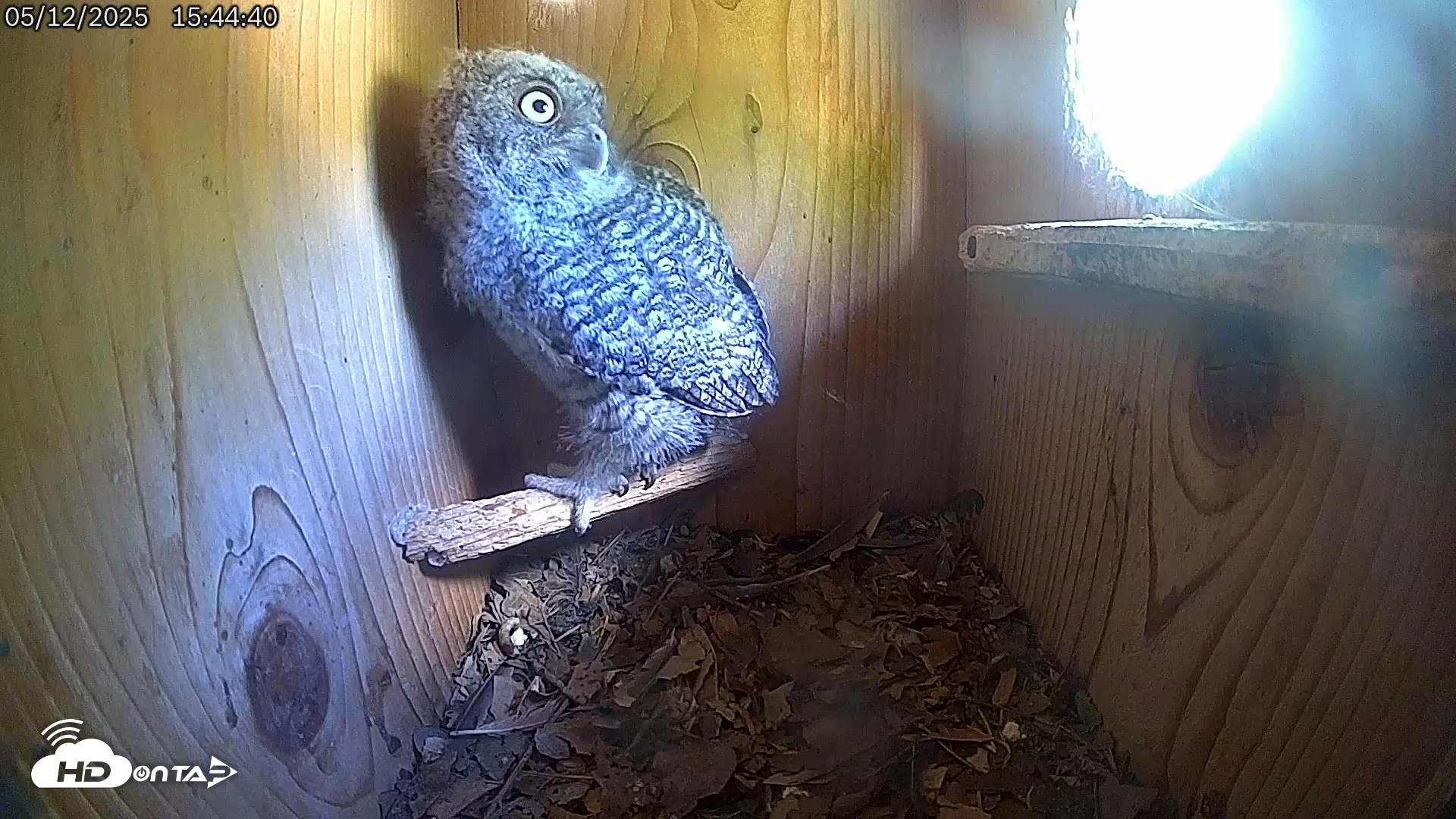 Snapshot of Eastern Screech Owl Live Cam taken May 12, 2025, 4:59pm CDT