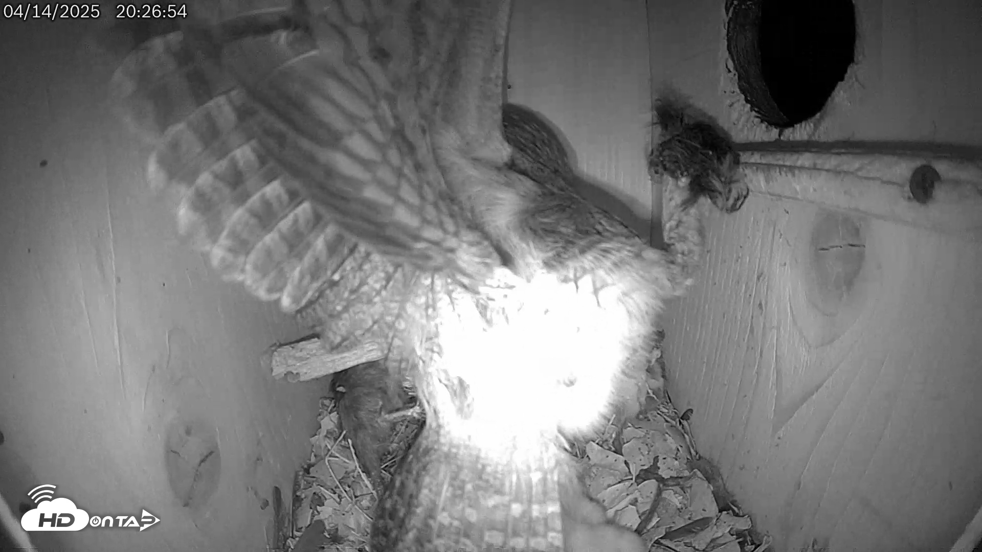 Snapshot of Eastern Screech Owl Live Cam taken Apr 14, 2025, 9:54pm CDT