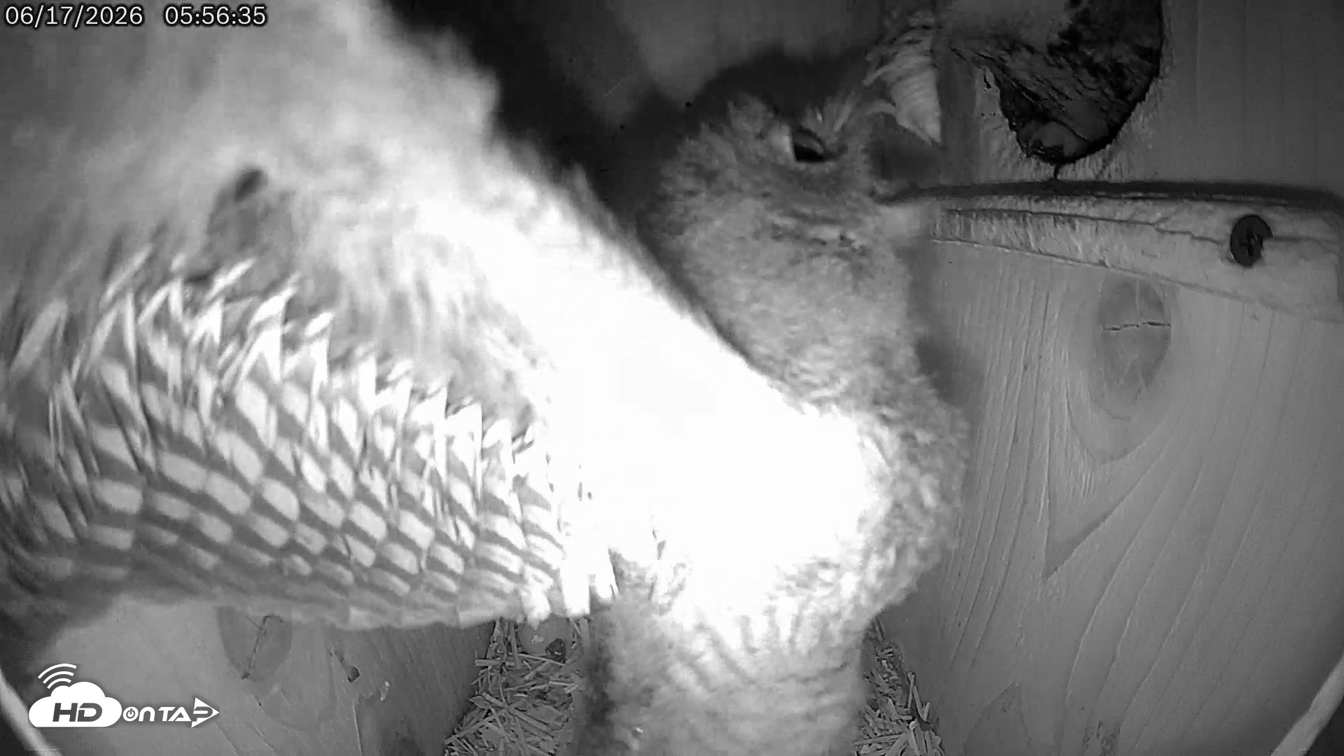 Snapshot of Eastern Screech Owl Live Cam taken Jun 17, 2026, 8:02am CDT