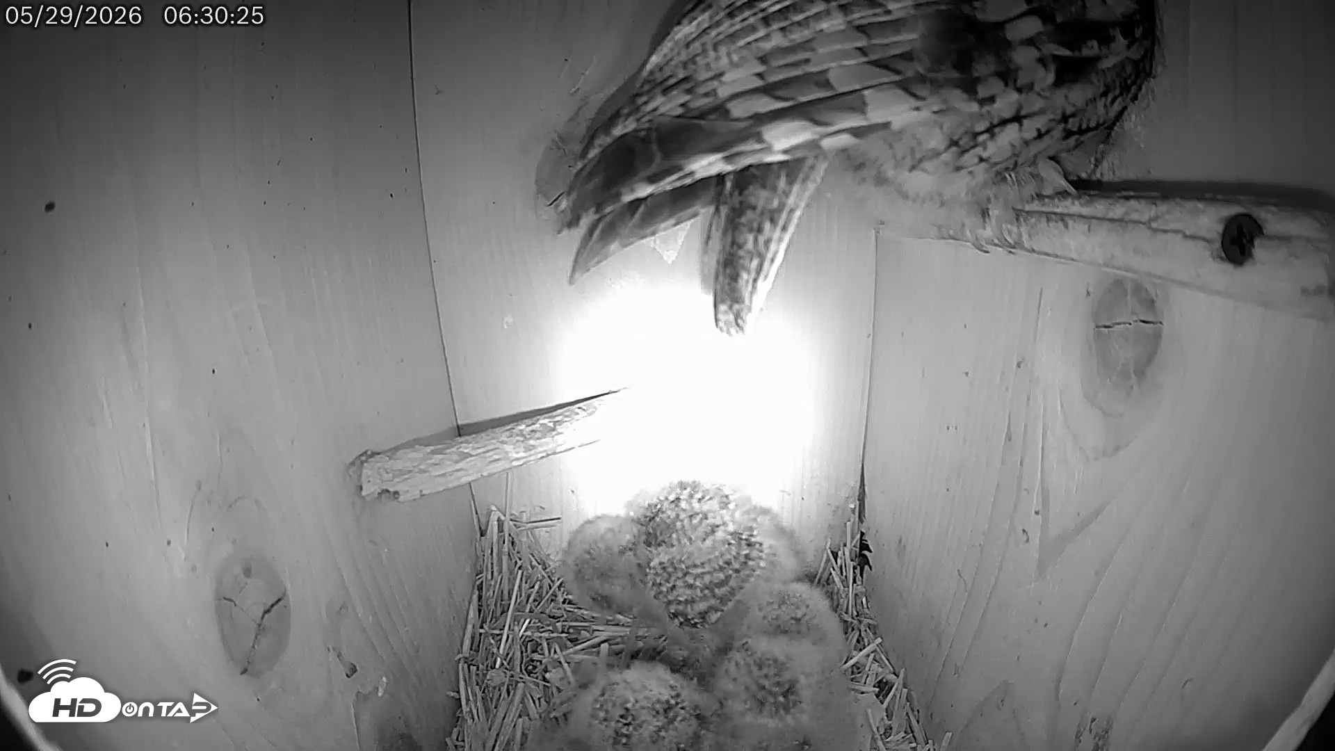 Snapshot of Eastern Screech Owl Live Cam taken May 29, 2026, 6:31am CDT