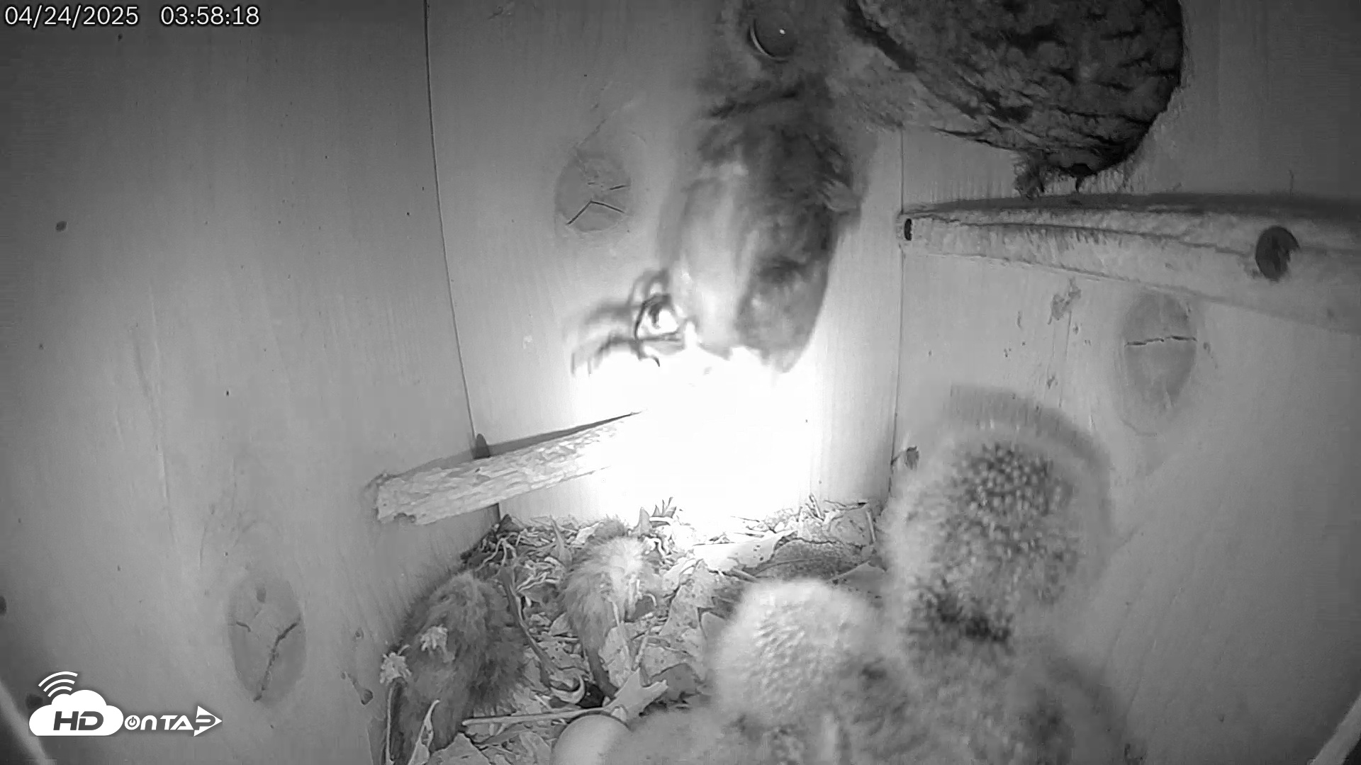 Snapshot of Eastern Screech Owl Live Cam taken Apr 24, 2025, 4:12am CDT
