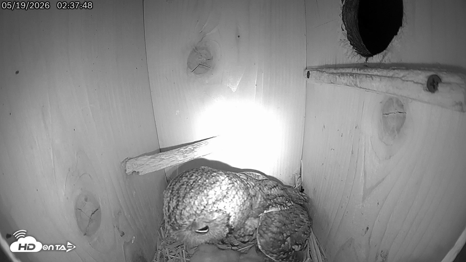 Snapshot of Eastern Screech Owl Live Cam taken May 19, 2026, 2:41am CDT