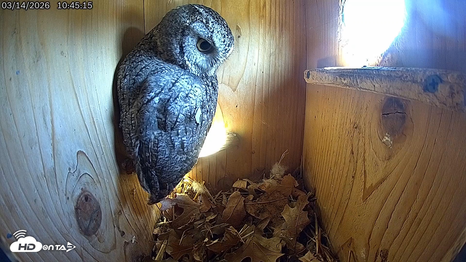 Snapshot of Eastern Screech Owl Live Cam taken Mar 14, 2026, 10:47am CDT