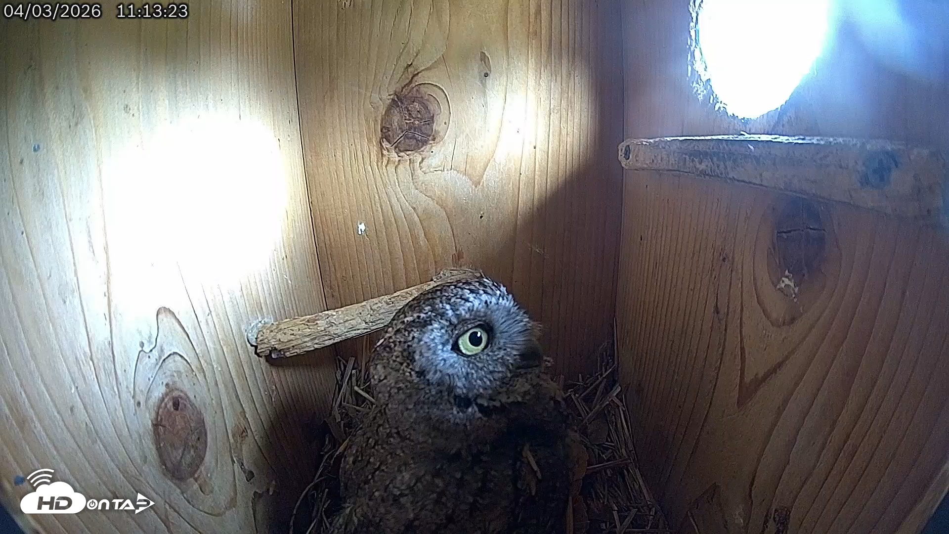 Snapshot of Eastern Screech Owl Live Cam taken Apr 3, 2026, 11:16am CDT