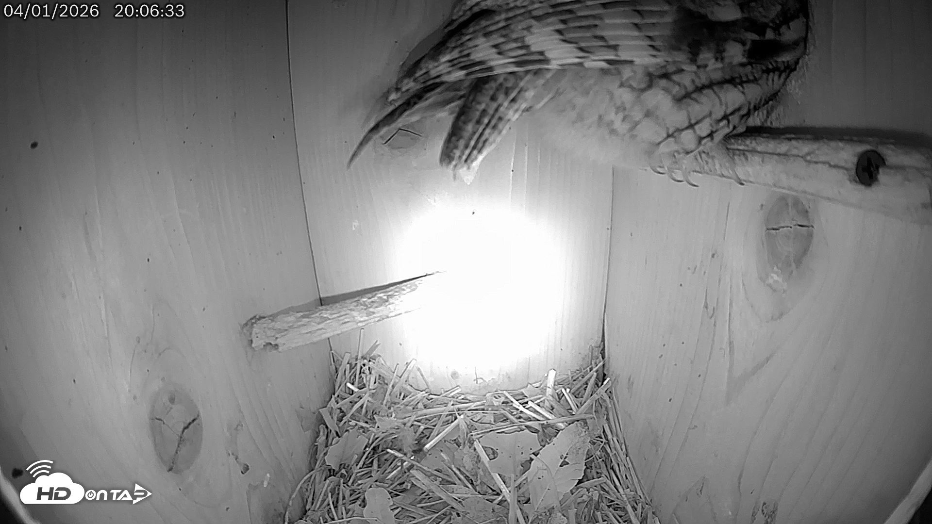 Snapshot of Eastern Screech Owl Live Cam taken Apr 2, 2026, 6:05am CDT
