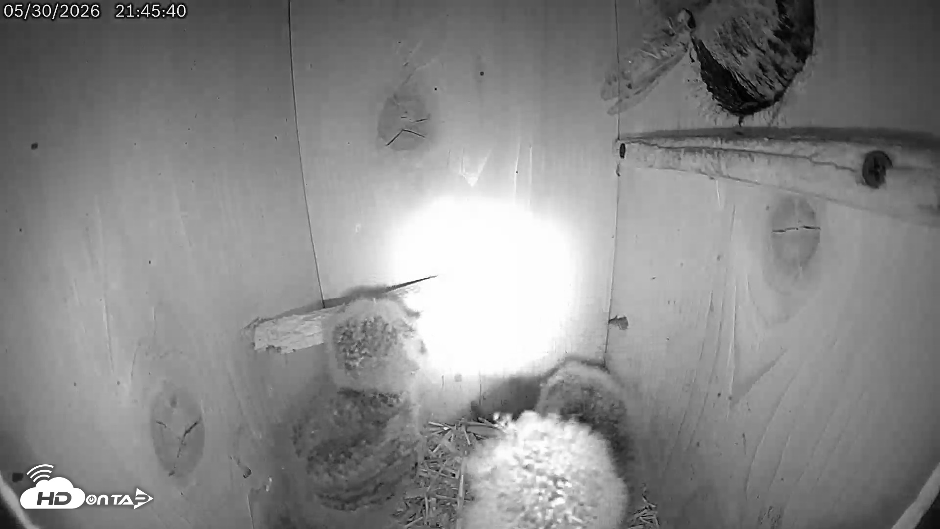 Snapshot of Eastern Screech Owl Live Cam taken May 30, 2026, 10:39pm CDT