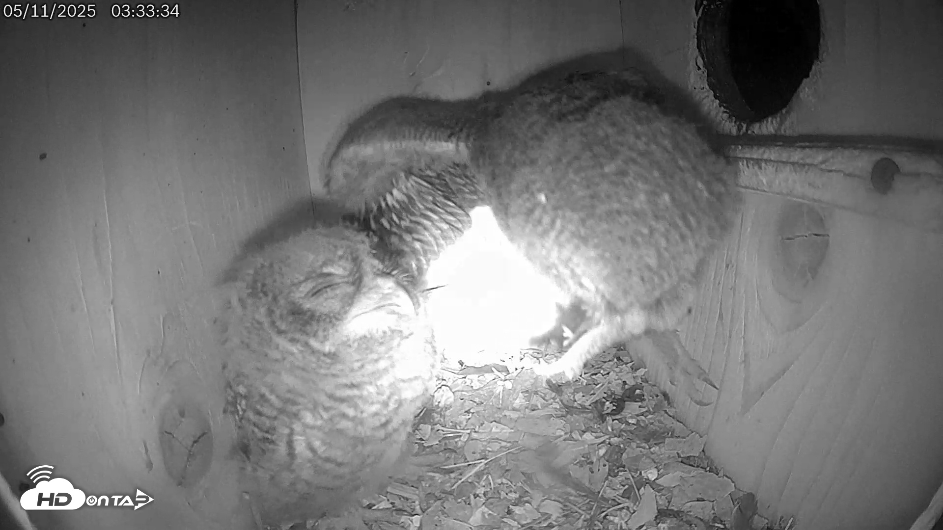 Snapshot of Eastern Screech Owl Live Cam taken May 11, 2025, 5:45am CDT
