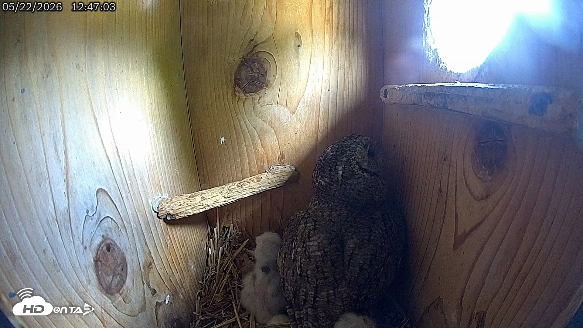 Snapshot of Eastern Screech Owl Live Cam taken May 22, 2026, 1:17pm CDT