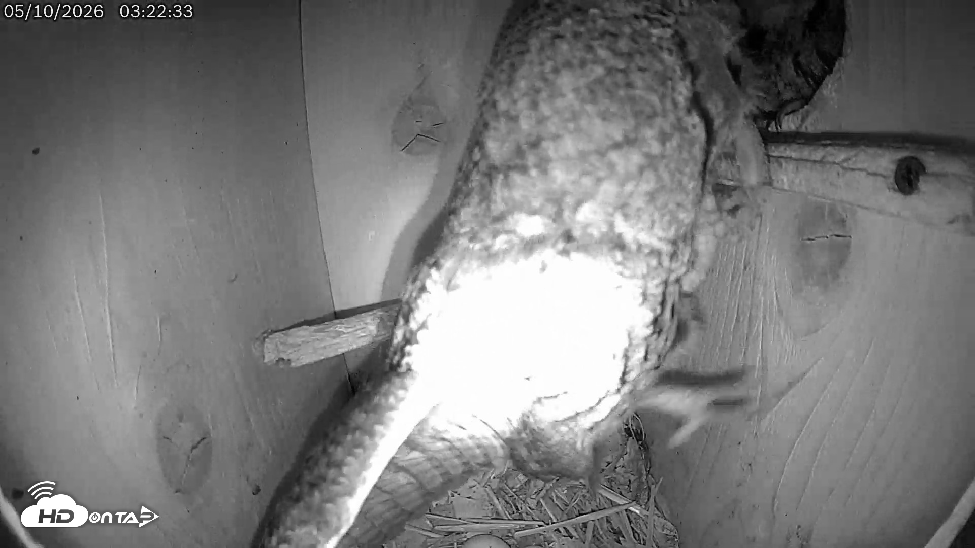 Snapshot of Eastern Screech Owl Live Cam taken May 10, 2026, 4:24am CDT