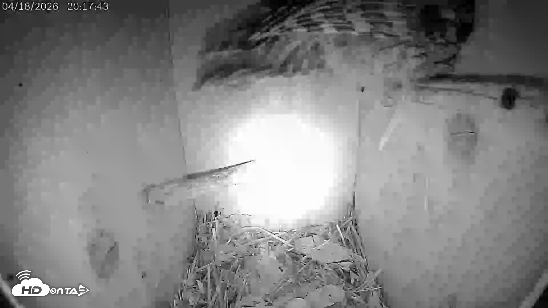 Snapshot of Eastern Screech Owl Live Cam taken Apr 19, 2026, 4:22am CDT