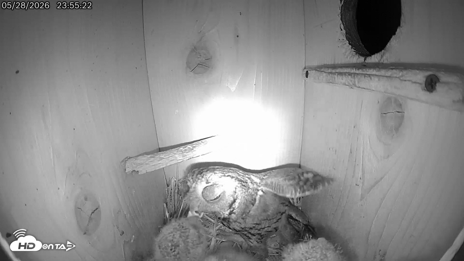 Snapshot of Eastern Screech Owl Live Cam taken May 29, 2026, 12:24am CDT