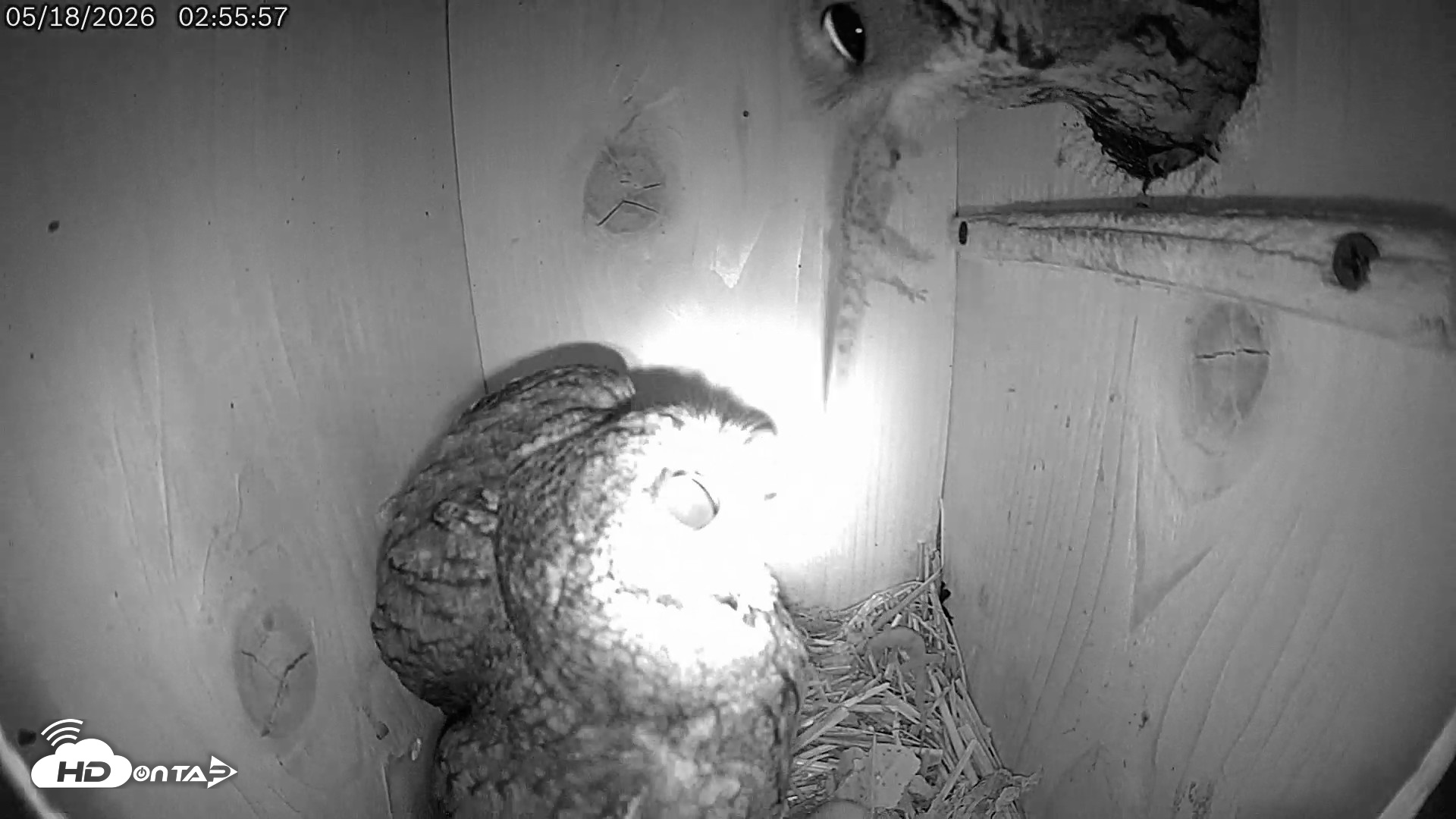Snapshot of Eastern Screech Owl Live Cam taken May 18, 2026, 11:10am CDT