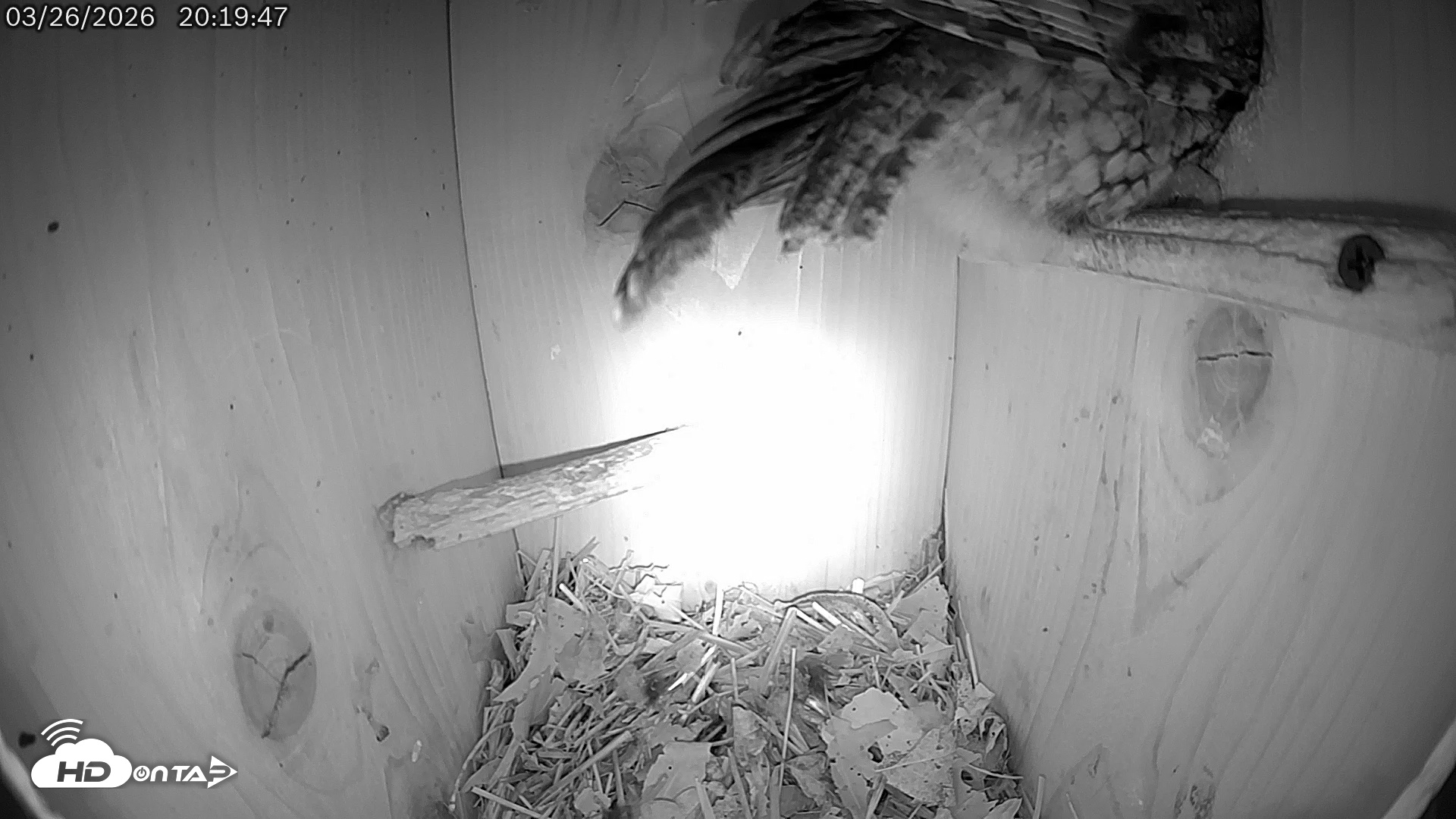 Snapshot of Eastern Screech Owl Live Cam taken Mar 27, 2026, 3:38am CDT