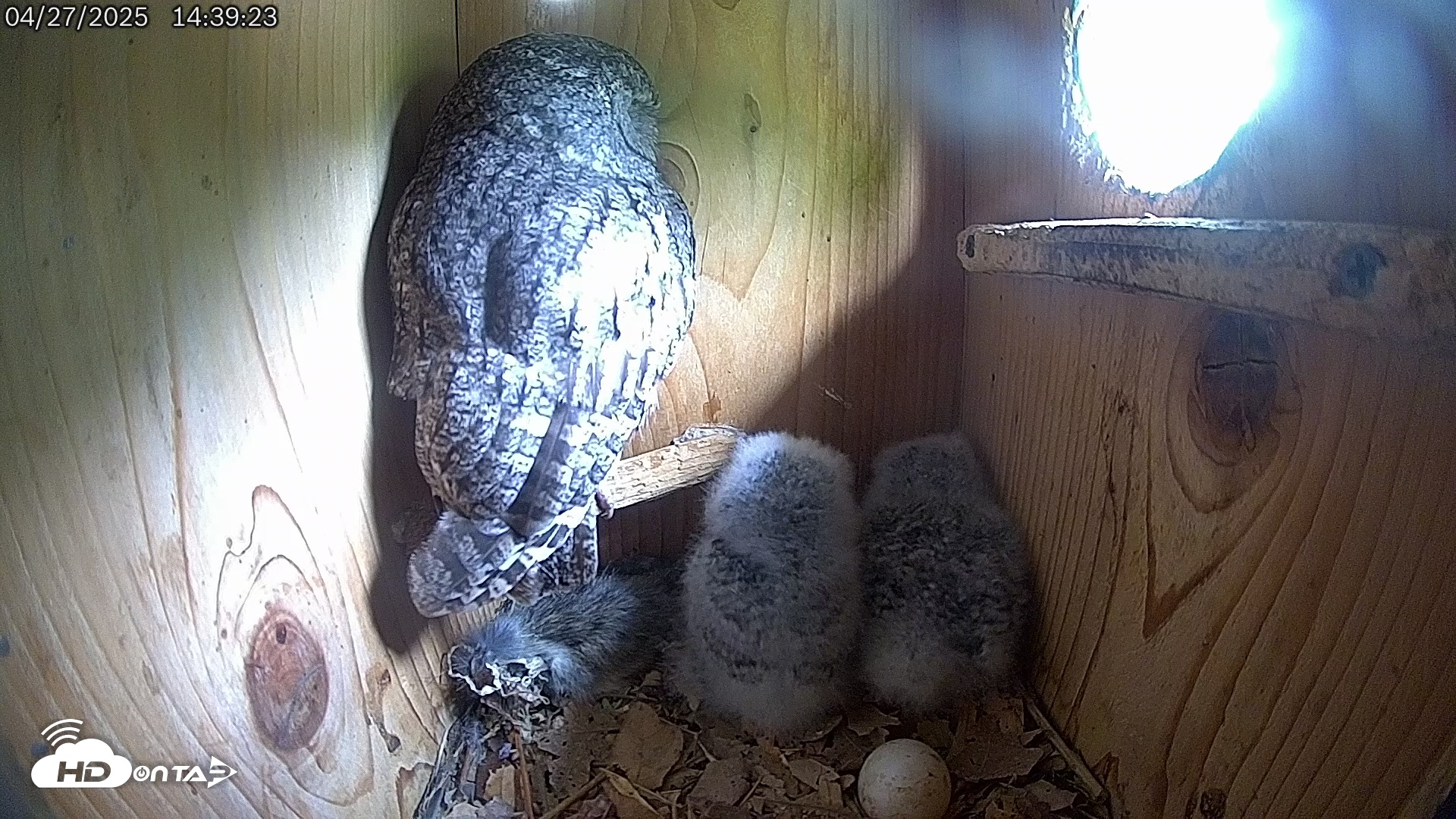 Snapshot of Eastern Screech Owl Live Cam taken Apr 27, 2025, 2:40pm CDT