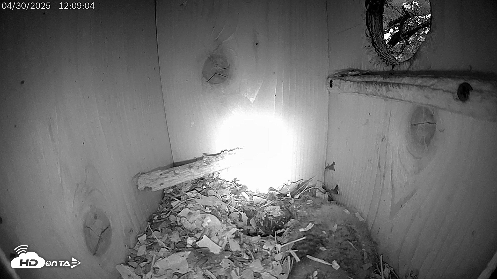 Snapshot of Eastern Screech Owl Live Cam taken Apr 30, 2025, 12:39pm CDT