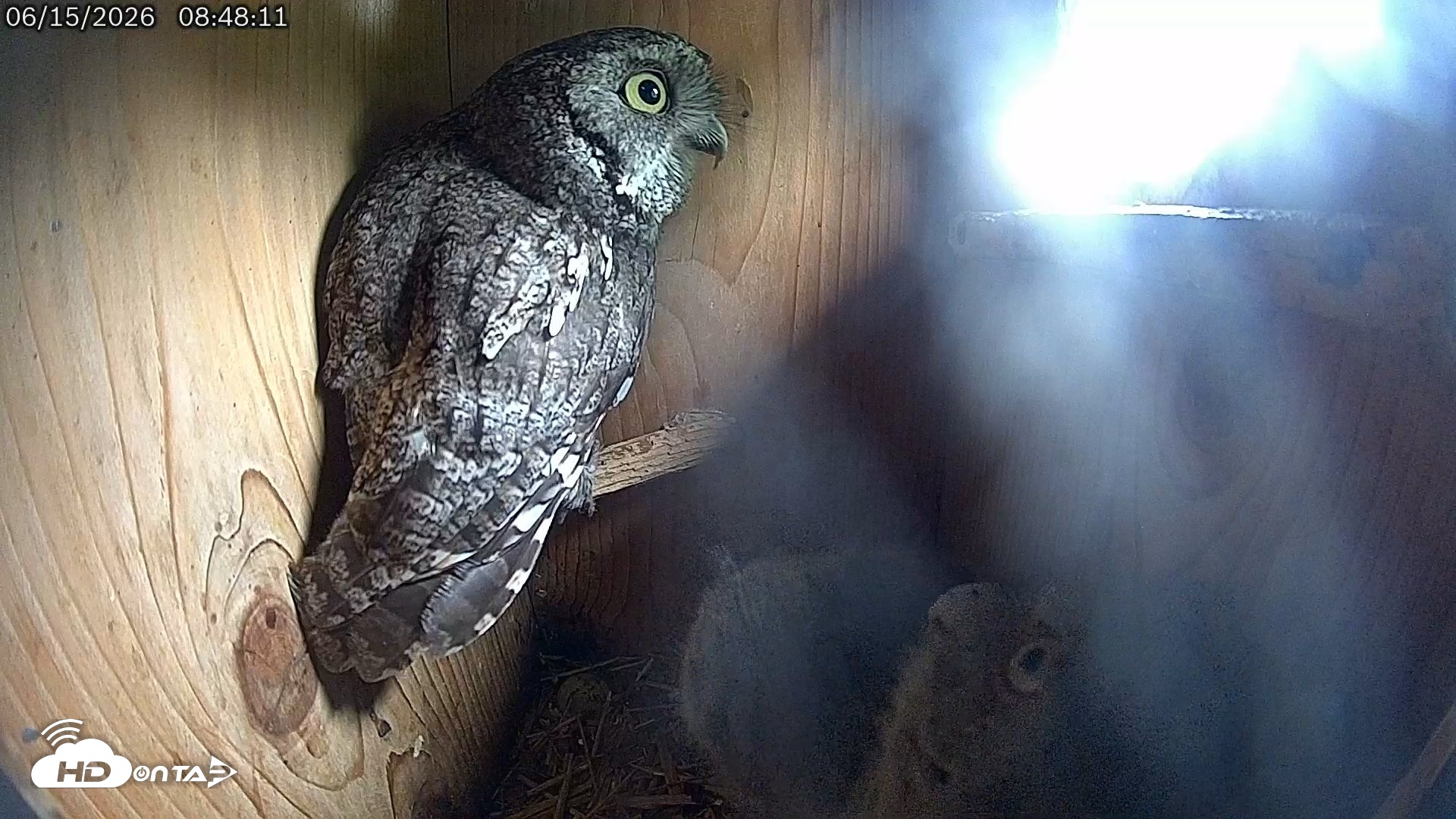 Snapshot of Eastern Screech Owl Live Cam taken Jun 15, 2026, 5:21pm CDT