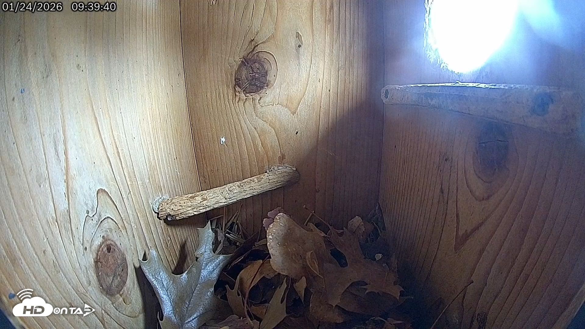 Snapshot of Eastern Screech Owl Live Cam taken Jan 24, 2026, 9:42am CST