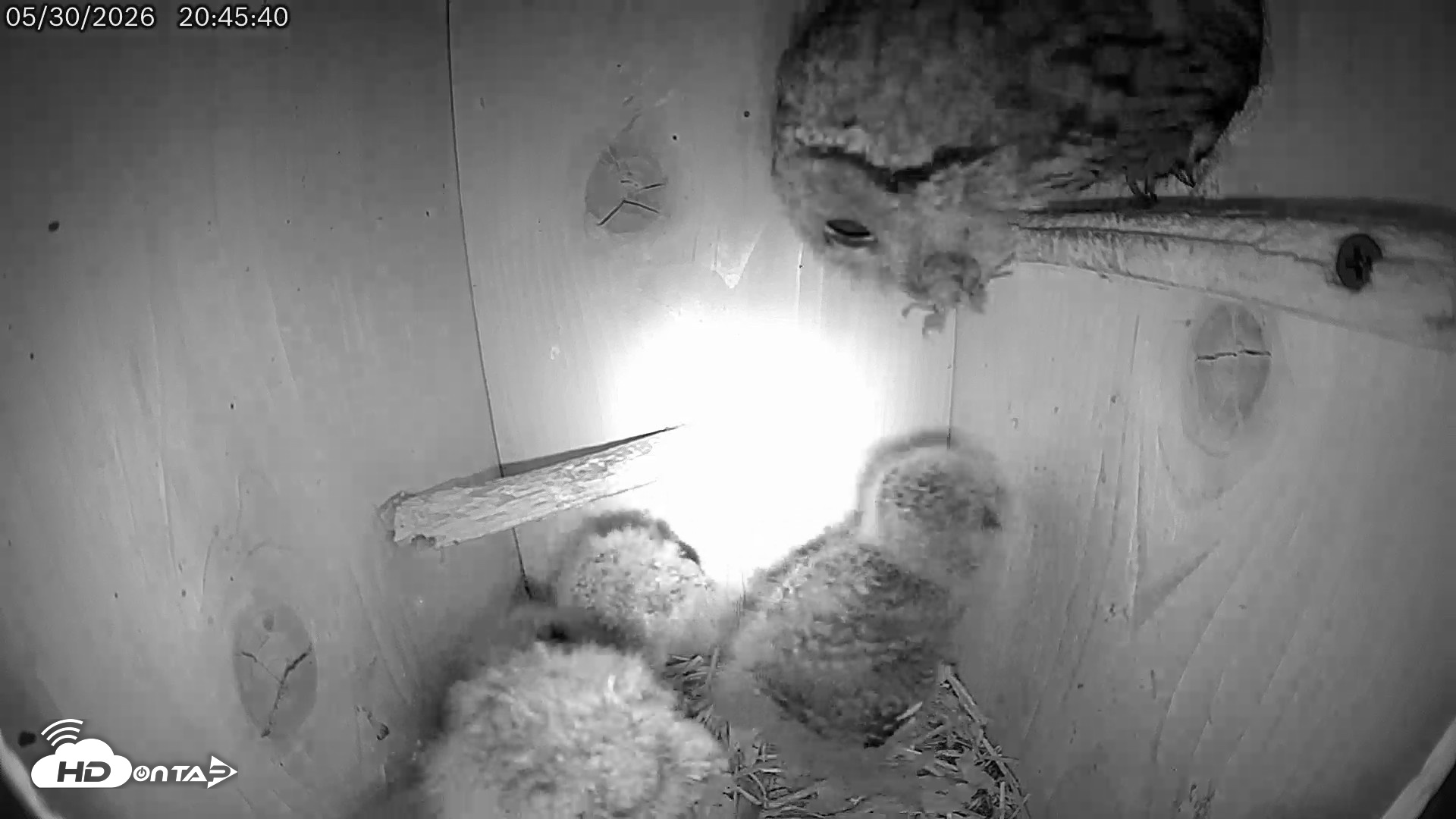 Snapshot of Eastern Screech Owl Live Cam taken May 30, 2026, 10:02pm CDT