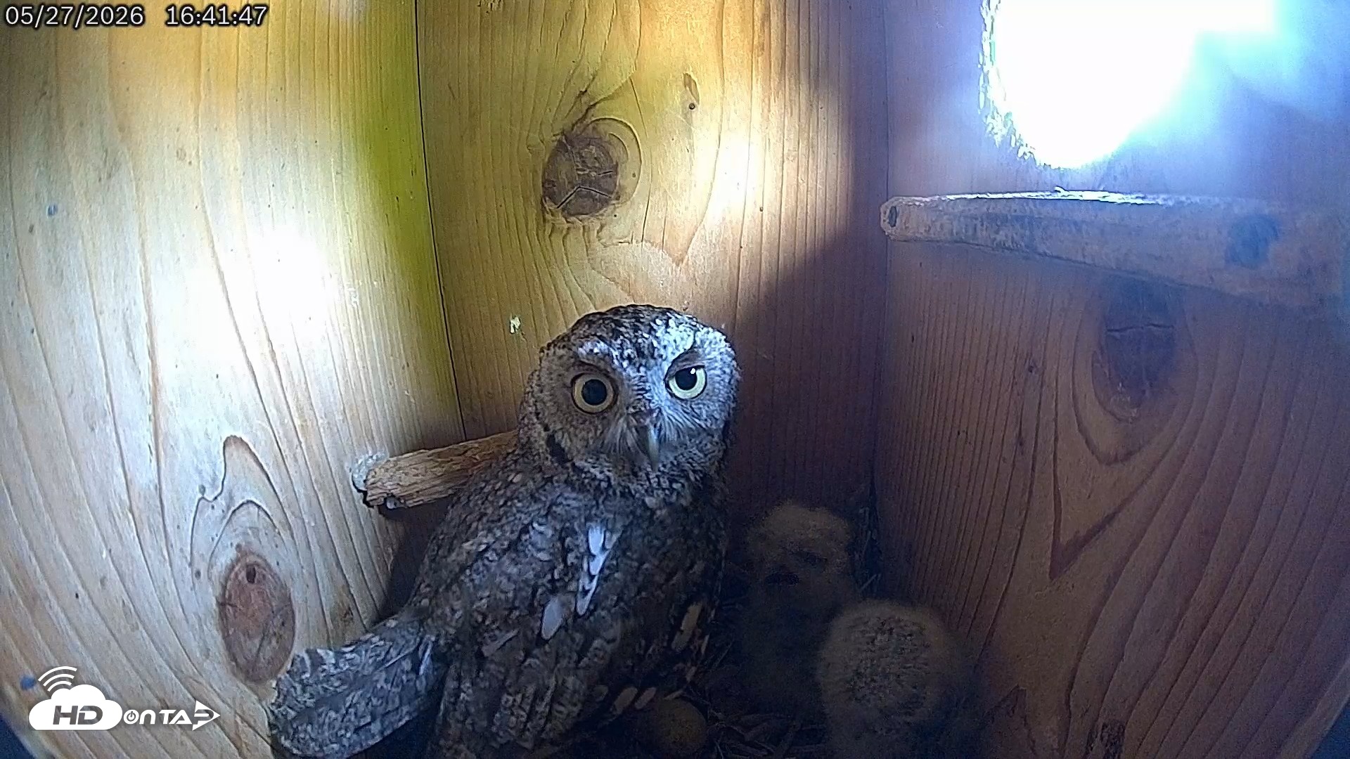 Snapshot of Eastern Screech Owl Live Cam taken May 27, 2026, 5:22pm CDT
