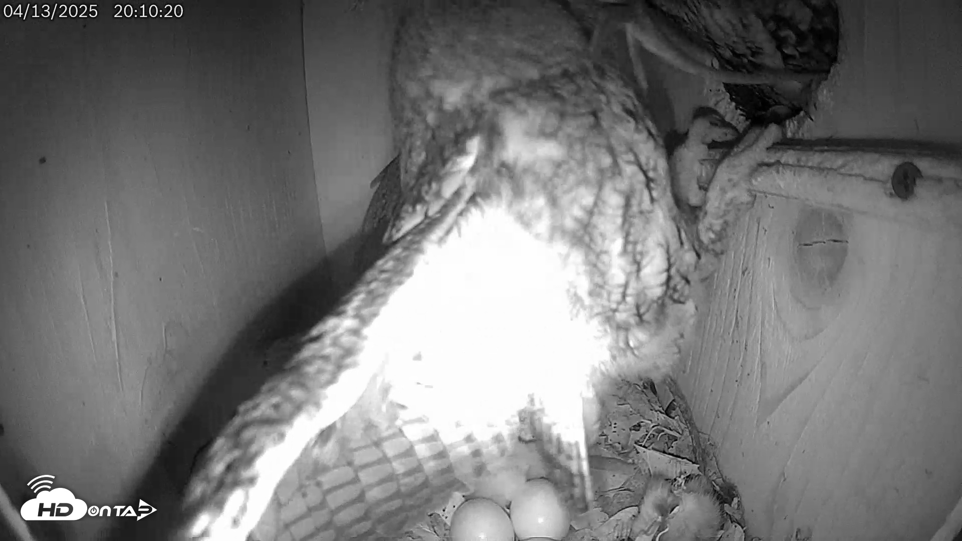 Snapshot of Eastern Screech Owl Live Cam taken Apr 13, 2025, 9:44pm CDT