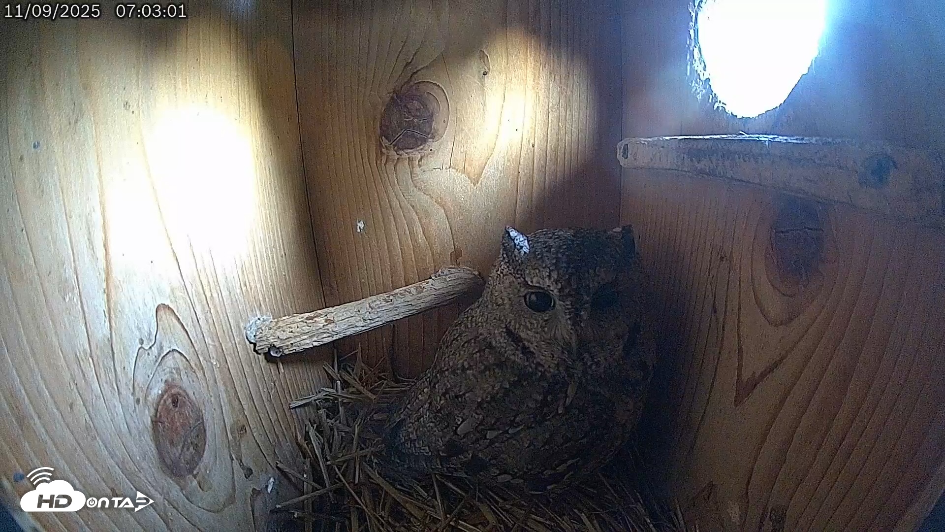 Snapshot of Eastern Screech Owl Live Cam taken Nov 9, 2025, 9:27am CST