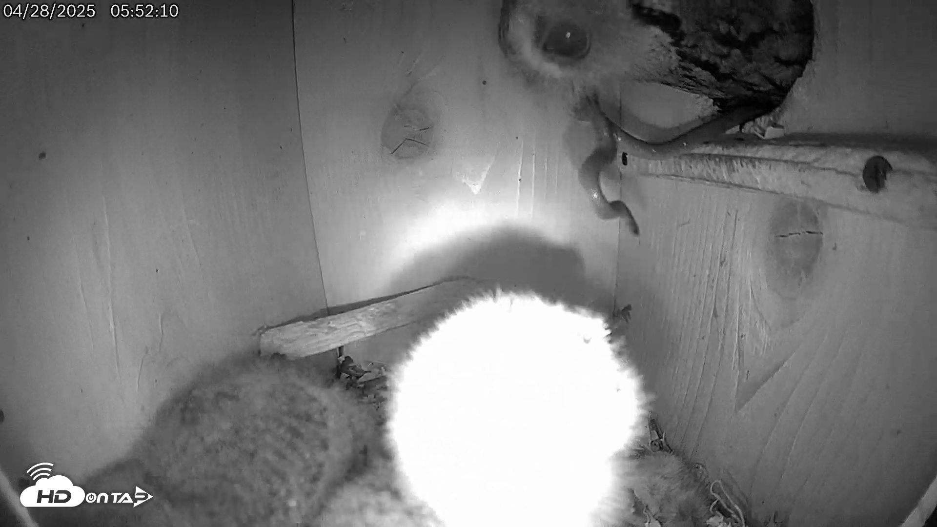 Snapshot of Eastern Screech Owl Live Cam taken Apr 28, 2025, 5:54am CDT