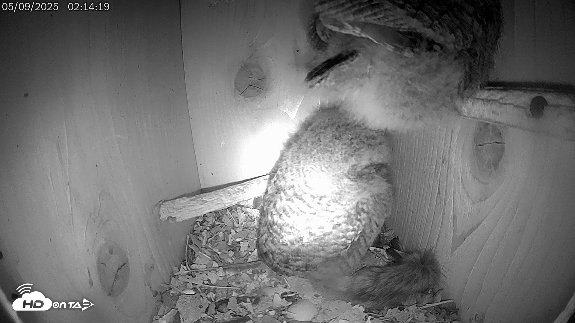 Snapshot of Eastern Screech Owl Live Cam taken May 9, 2025, 11:24am CDT