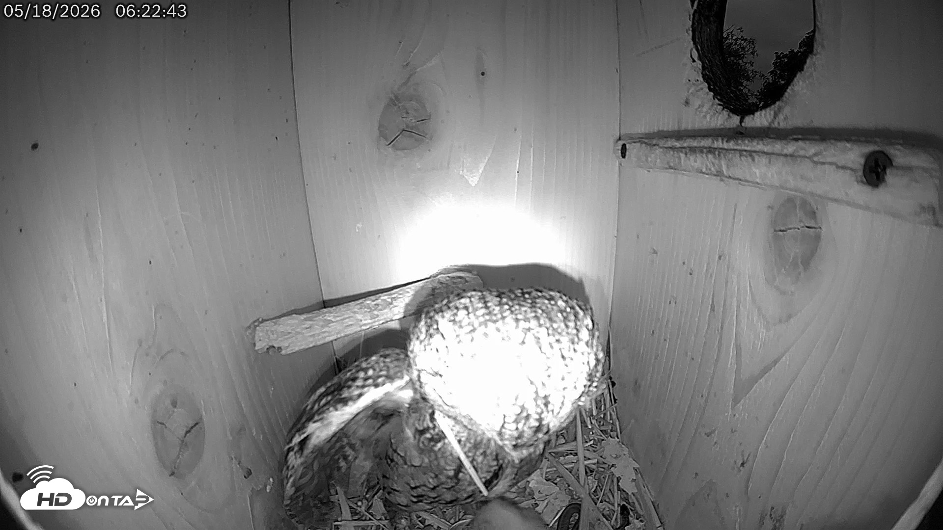 Snapshot of Eastern Screech Owl Live Cam taken May 18, 2026, 6:27am CDT