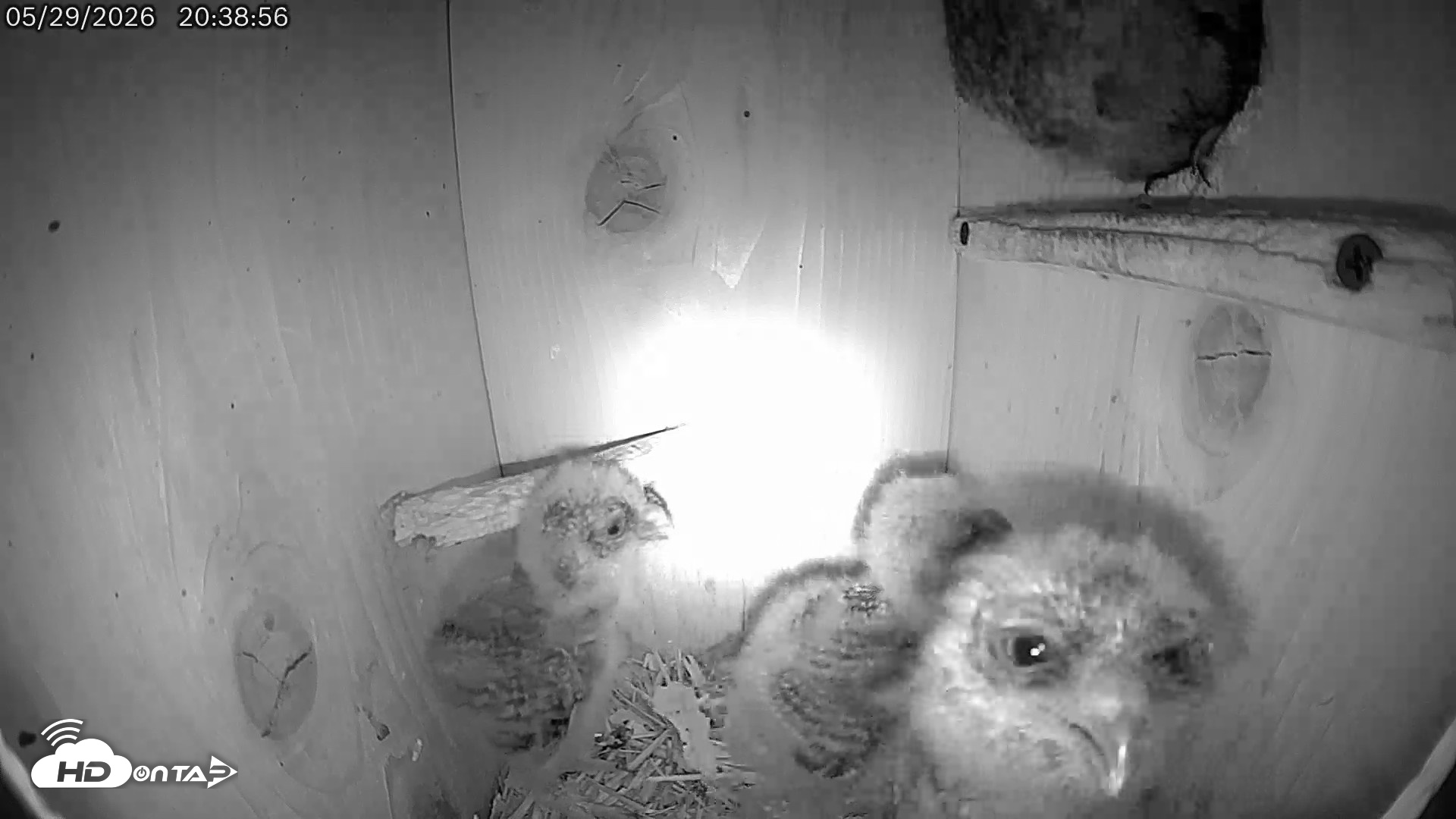 Snapshot of Eastern Screech Owl Live Cam taken May 30, 2026, 4:39am CDT